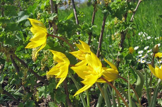 garten_esslingen_eppinger_5