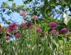 Einladung zu den „Offenen Gärten 2015“