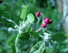 Infoschriften rund um den Garten