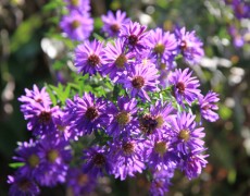 Aktion 2013: Blumige Pflanzen-Einladung