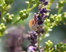 Einladung zu den „Offenen Gärten 2025“