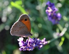 Das unnahbare Leben im Garten