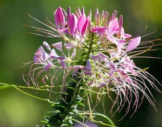 Frau Dennelers Garten