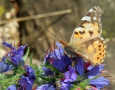 Einladung zu den „Offenen Gärten 2017“