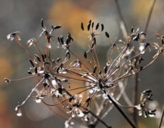 1.500€ Spende an Familienherberge-Lebensweg