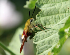 Insektenpflanzen in unserem Garten