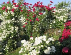 Garten Spindler in Schlierbach