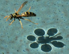 Leben im sommerlichen Garten