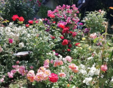 Garten Max/Krause in Aichelberg