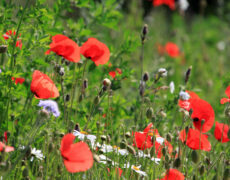 Einladung zu den „Offenen Gärten 2023“