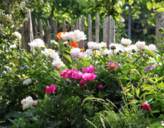 Einladung zu den „Offenen Gärten 2024“