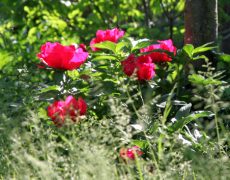 Einladung zu den &bdquo;Offenen Gärten 2018&ldquo;