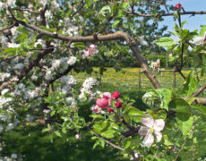 OGV RSKN/Esslingen lädt zum Vereinsfest