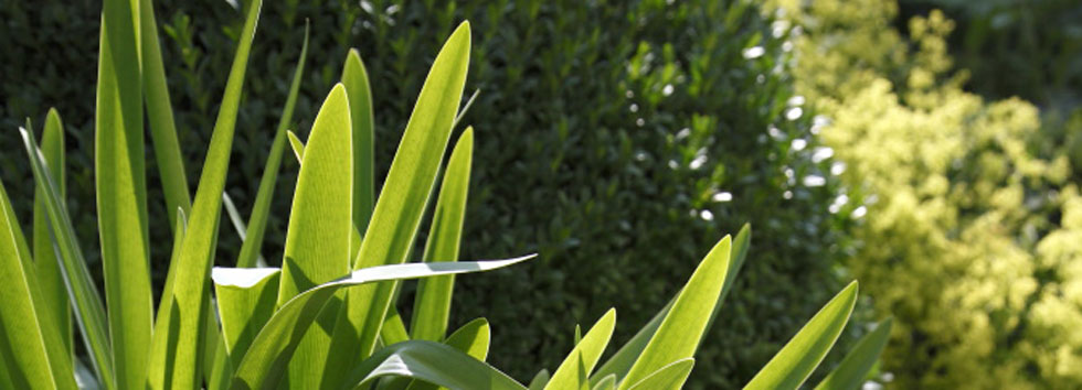 Titelbild Garten Waldmann II