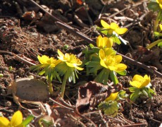 Unser Boden – nachhaltig mit Füßen getreten