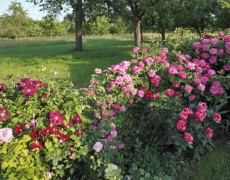 Garten Jurisch in Wendlingen